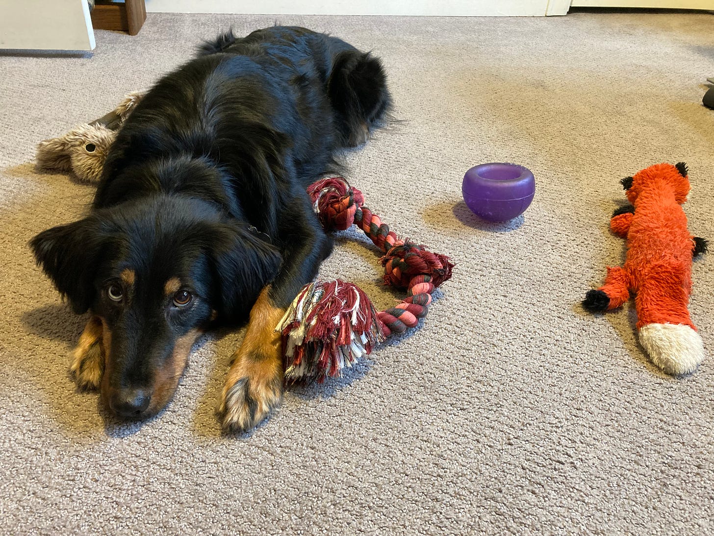 Black and brown dog surrounded by toys, staring at camera
