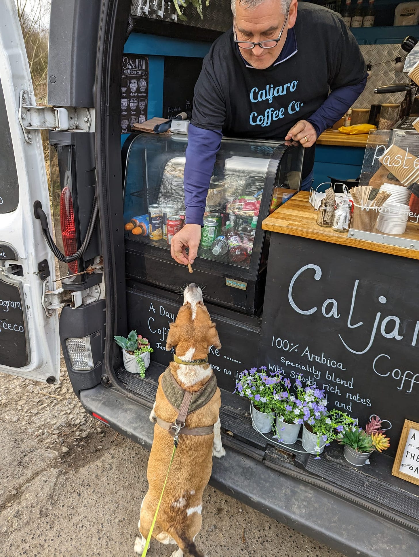 Leia the beagle recieving her free dog biscuit from the coffee van man.