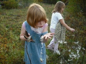 Milkweed seeds