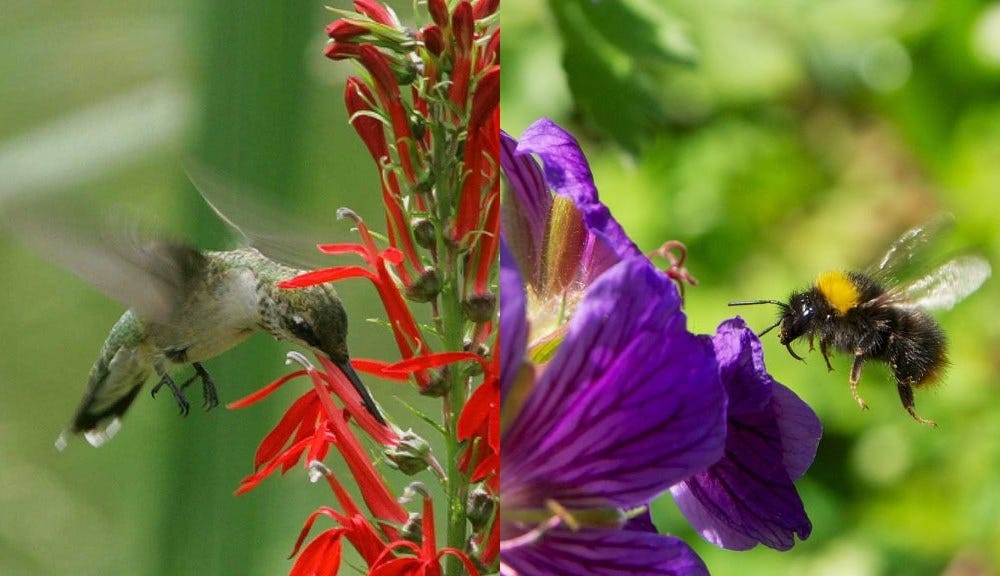 Birds vs. Bees: Study Offers New Clues about How Flowers Evolved to  Encourage Pollinators to Specialize