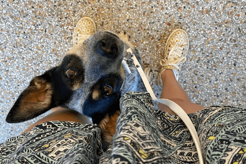 Scout the Australian cattle dog sitting in middle position between her owner's legs at a coffee shop