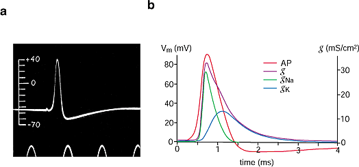 The Hodgkin-Huxley theory of the action potential | Nature Neuroscience