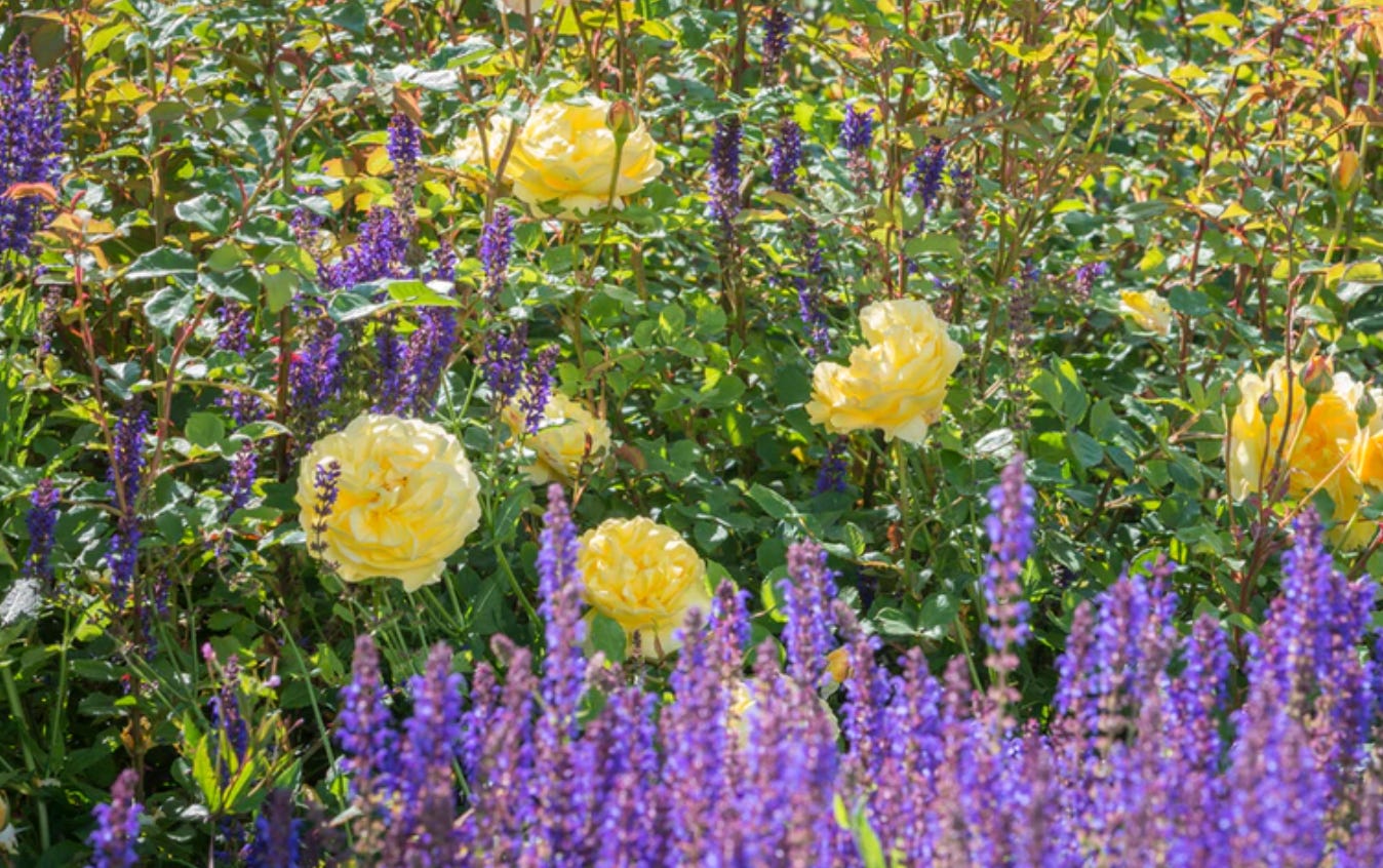 yellow roses in a garden