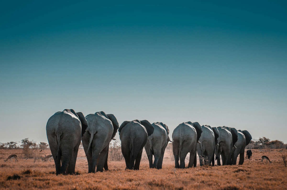 una manada de elefantes se aleja caminando por la sabana