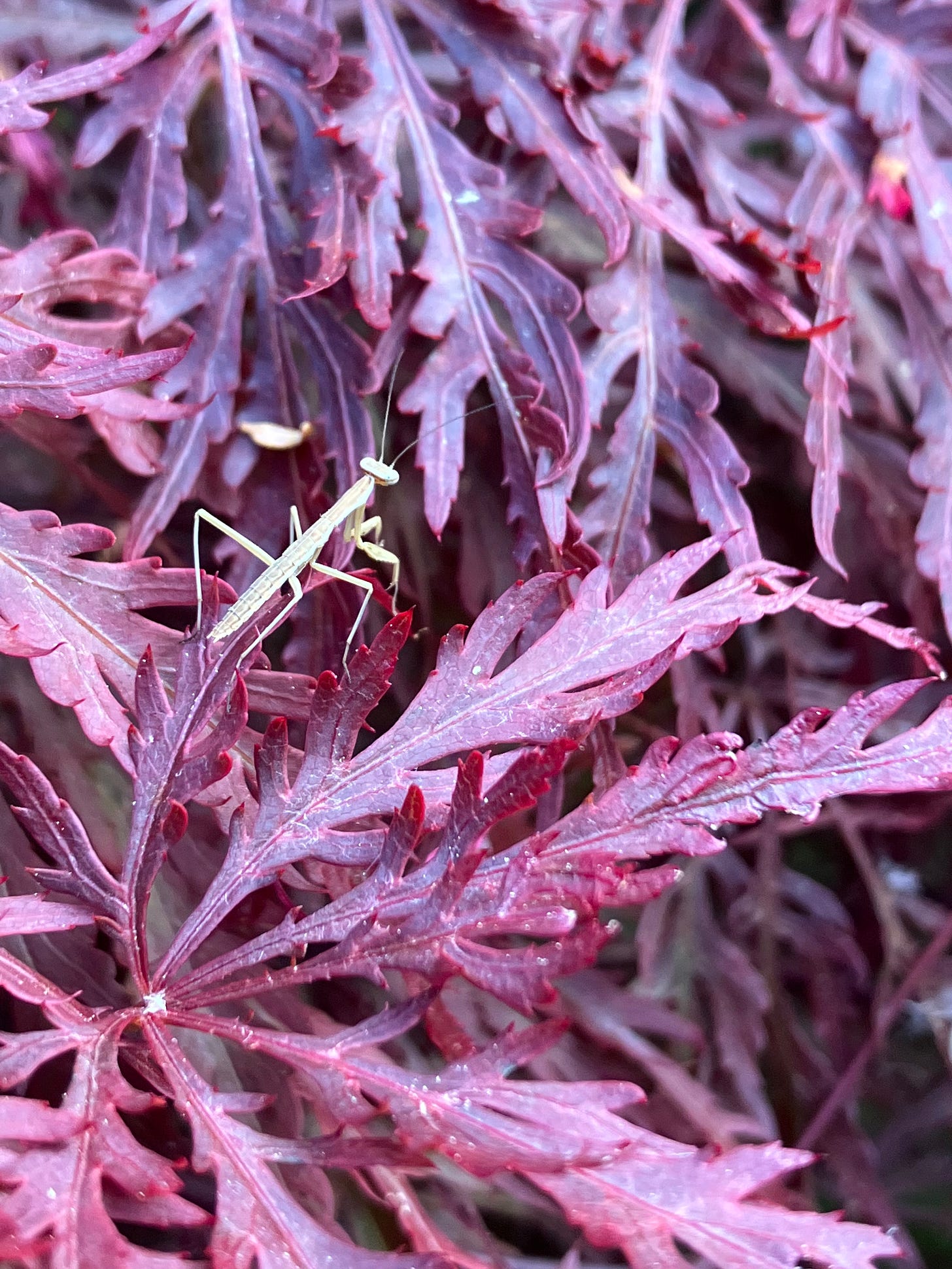 A close up of a preying mantis crawling on a Japense red maple tree