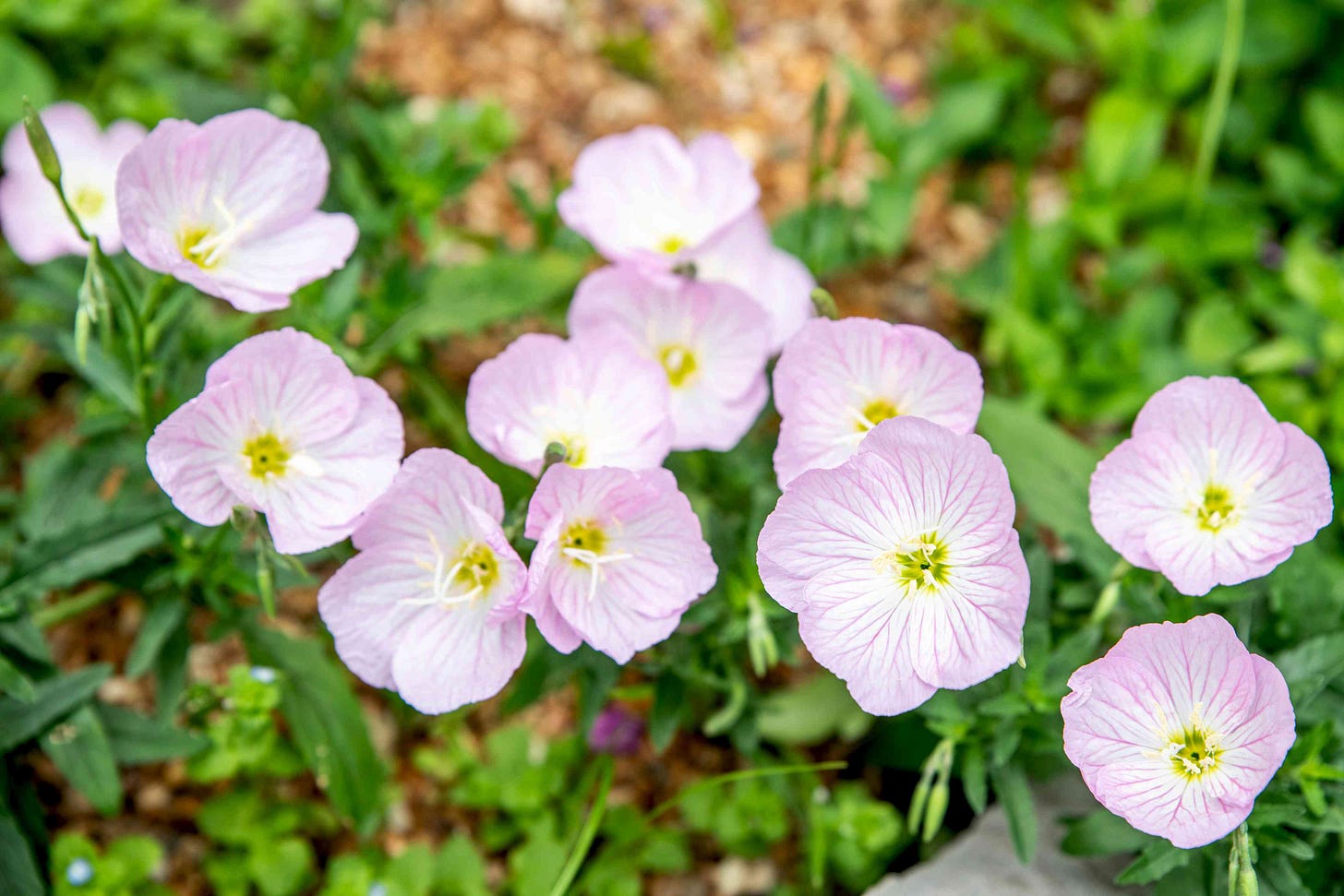 Pink Evening Primrose: Plant Care & Growing Guide