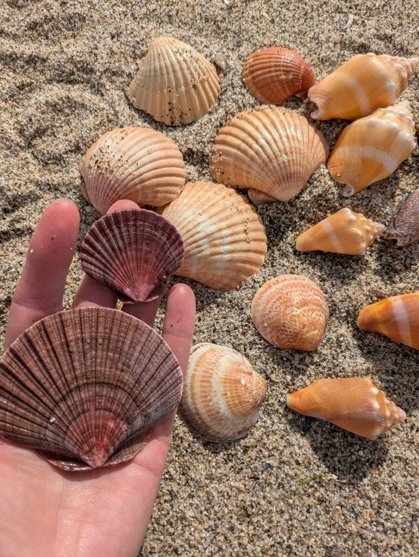 a group of seashells arranged on the beach, plus two more in my hand. All are brightly colored.