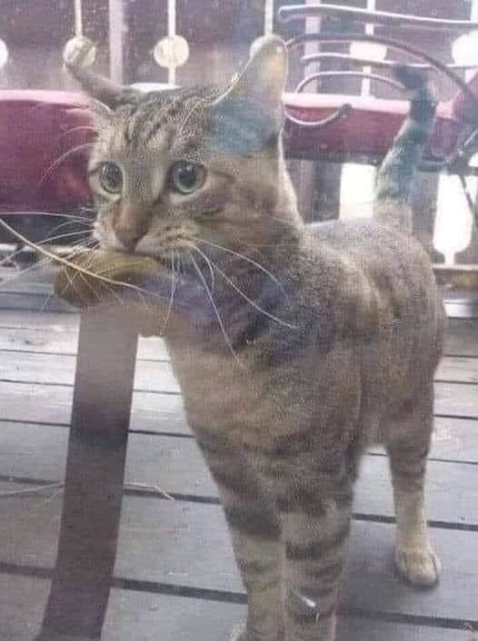 May be an image of cat