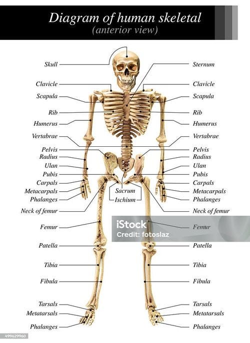 Human skeleton diagram Human skeleton diagram in anterior view on white background for basic medical education Human Skeleton Stock Photo