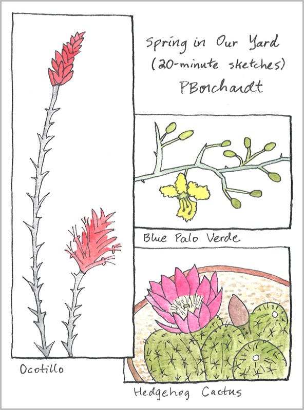 Spring in Our Yard: 20-minute sketches of Ocotillo, Blue Palo Verde, and Hedgehog Cactus flowers (pen & watercolor)