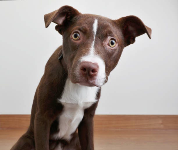 Pit Bull Terrier puppy in animal shelter, hoping to be adopted Pit Bull Terrier puppy in animal shelter, hoping to be adopted surprised dog stock pictures, royalty-free photos & images