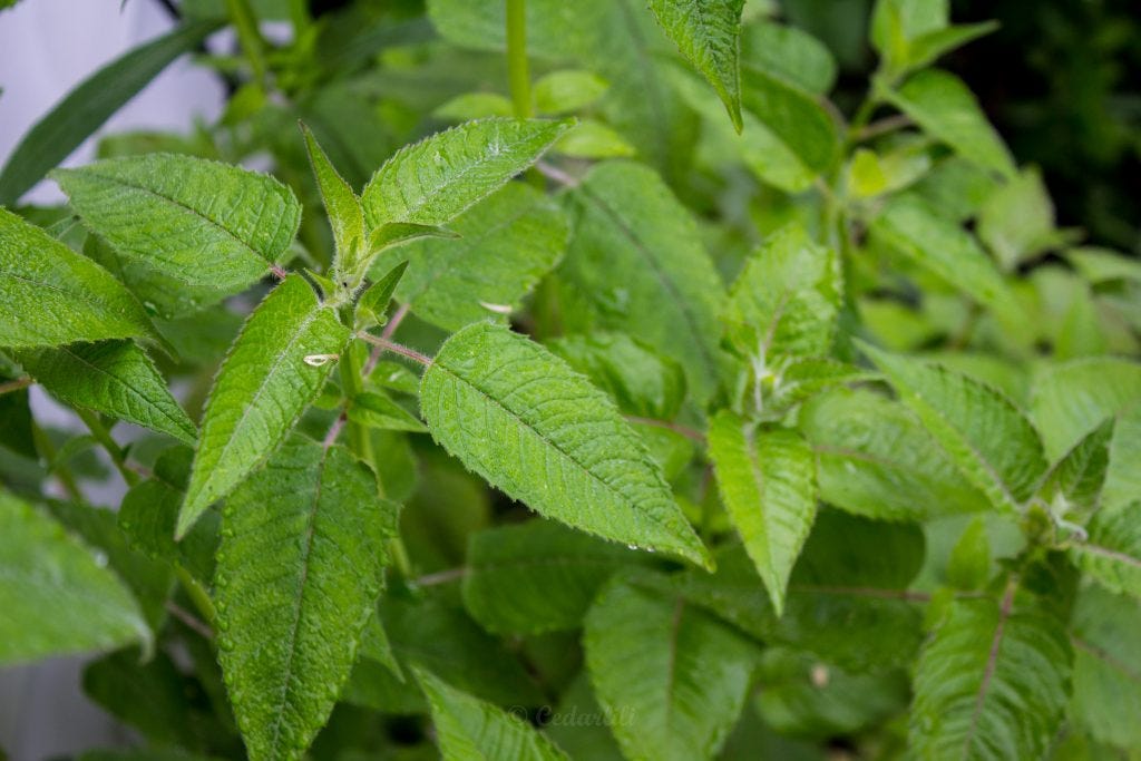 Bee Balm