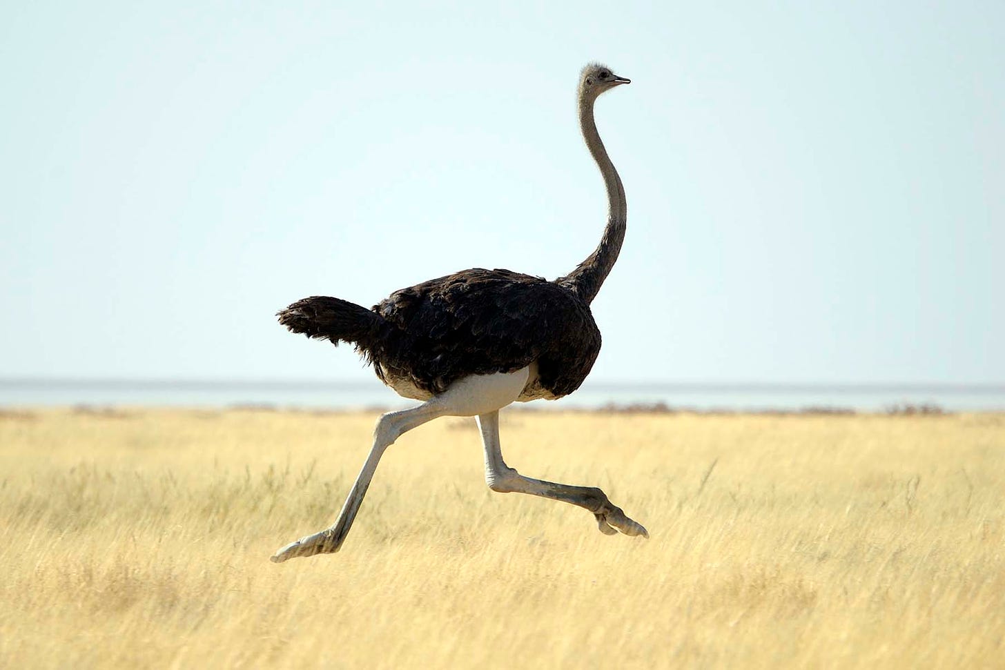 OSTRICH (noun) definition and synonyms | Macmillan Dictionary