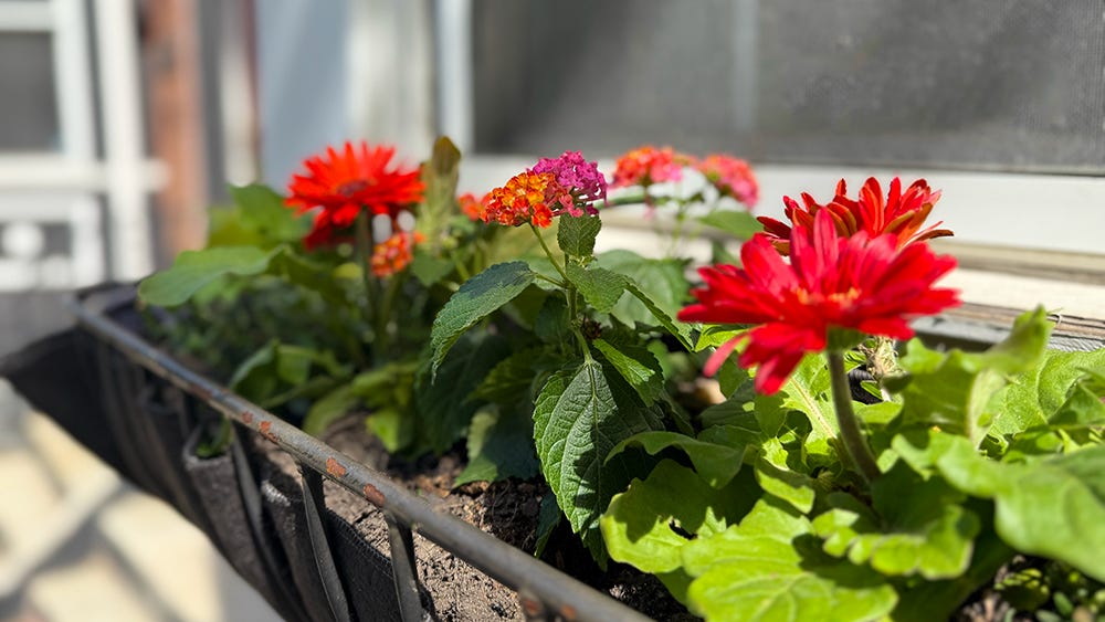 Red and pink Dahlias, and green leafy vines in a sun-drenched black iron window box.