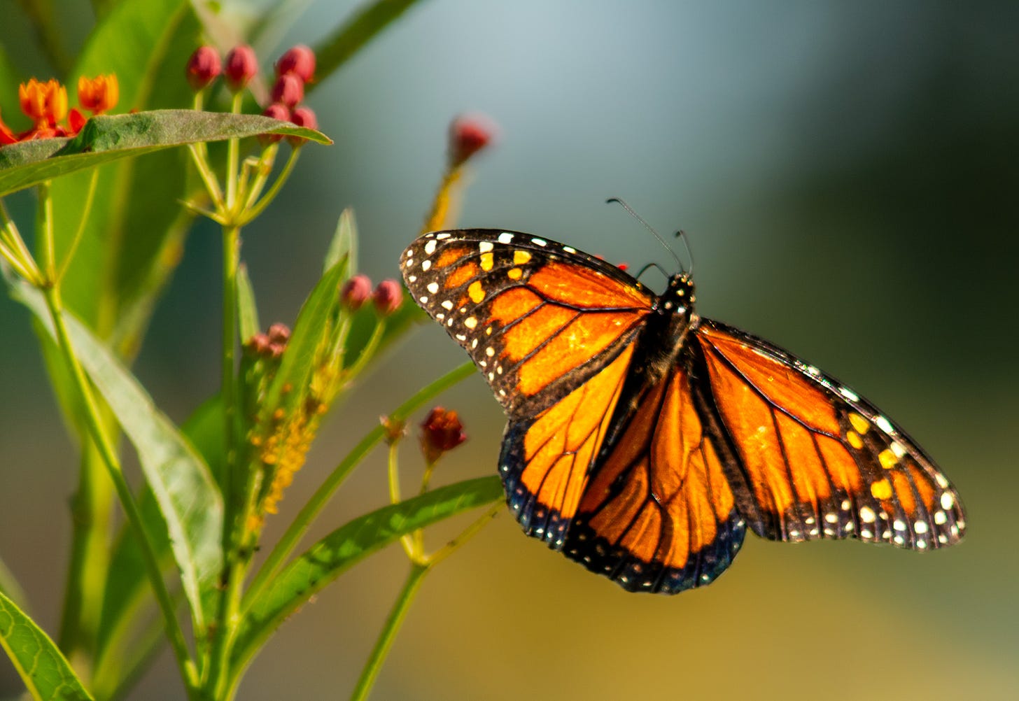 A  Monarch butterfly on the stem of an orange milkweed plant