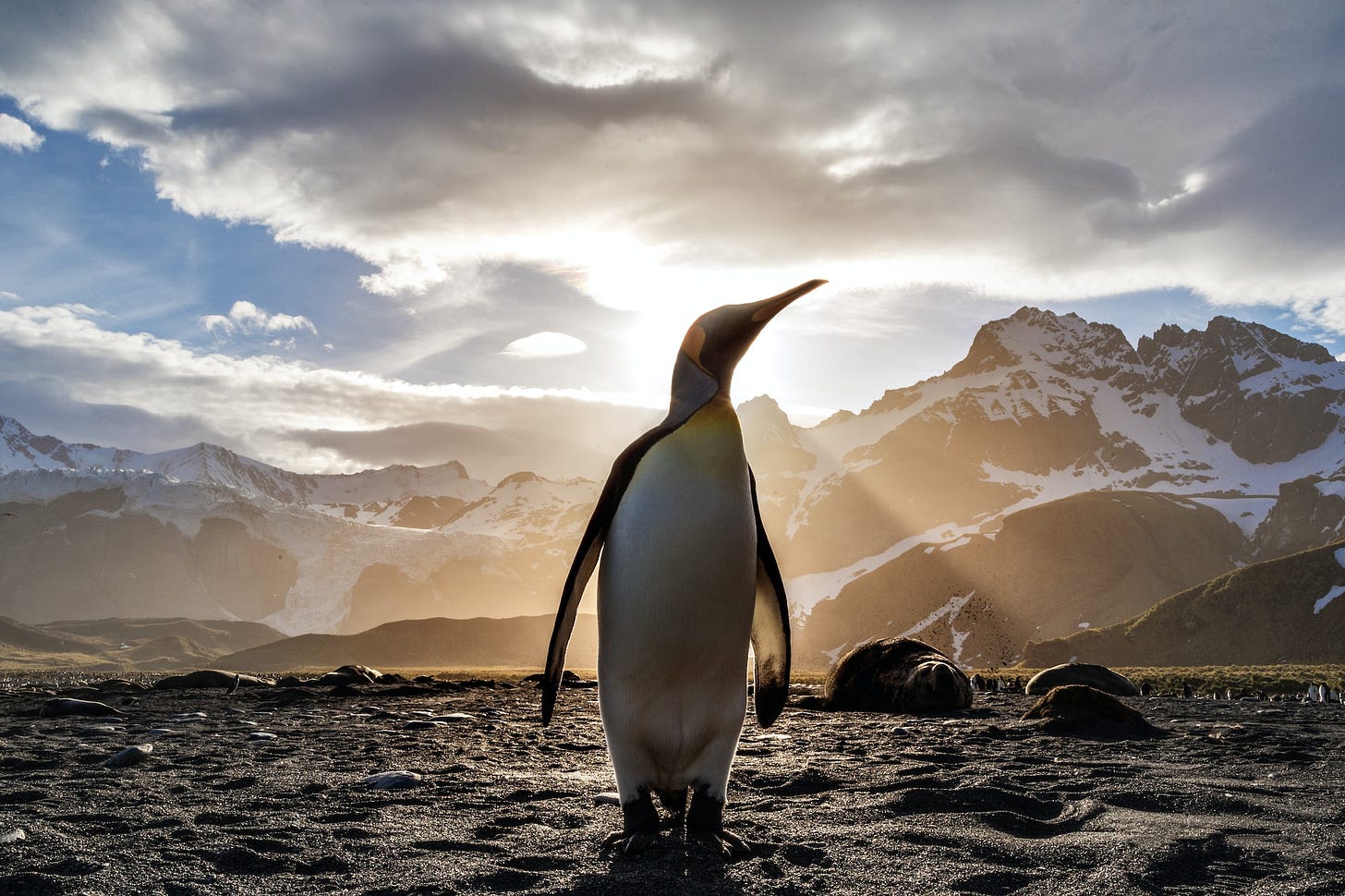 King penguin backlit by setting sun