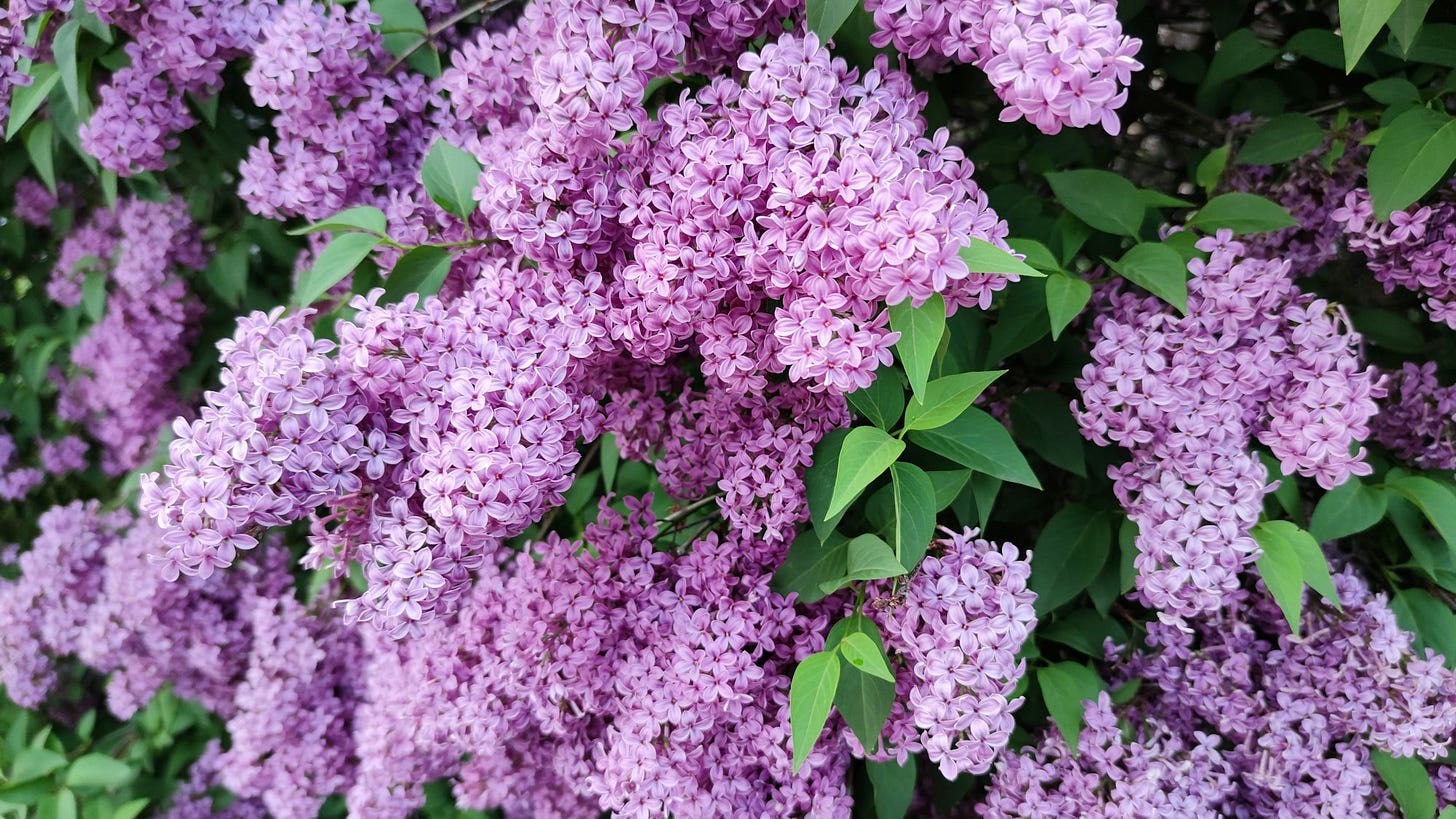 pink flowers with green leaves