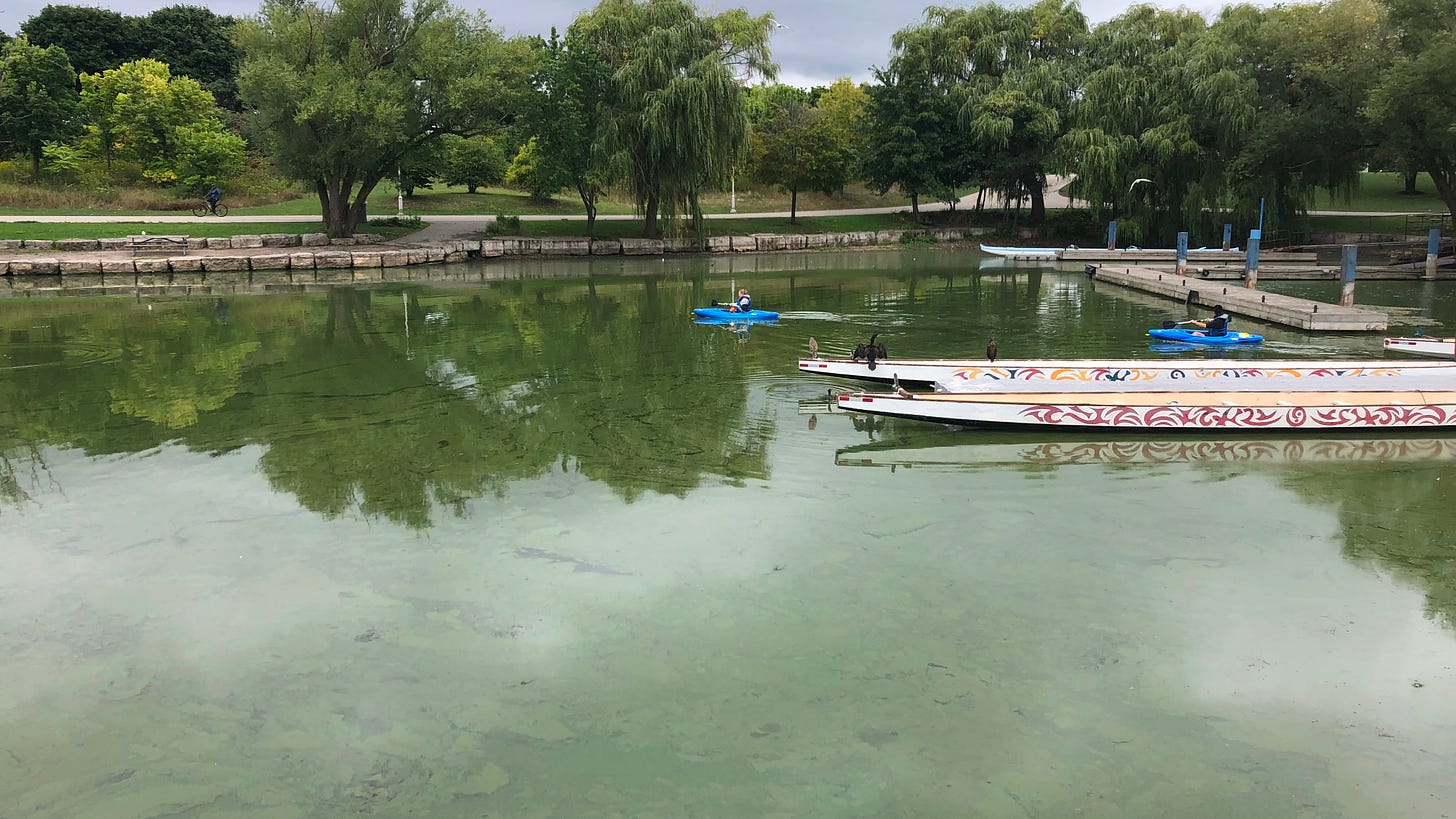 An algal bloom spreads right across Hamilton Harbour in 2018, impairing water quality and recreational experiences - photo by Cheriene Vieira
