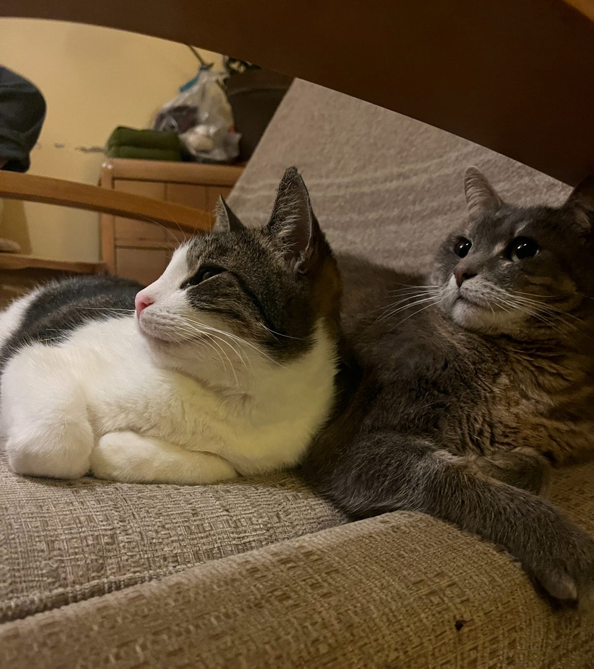 Two cats resting together on a comfy seat.