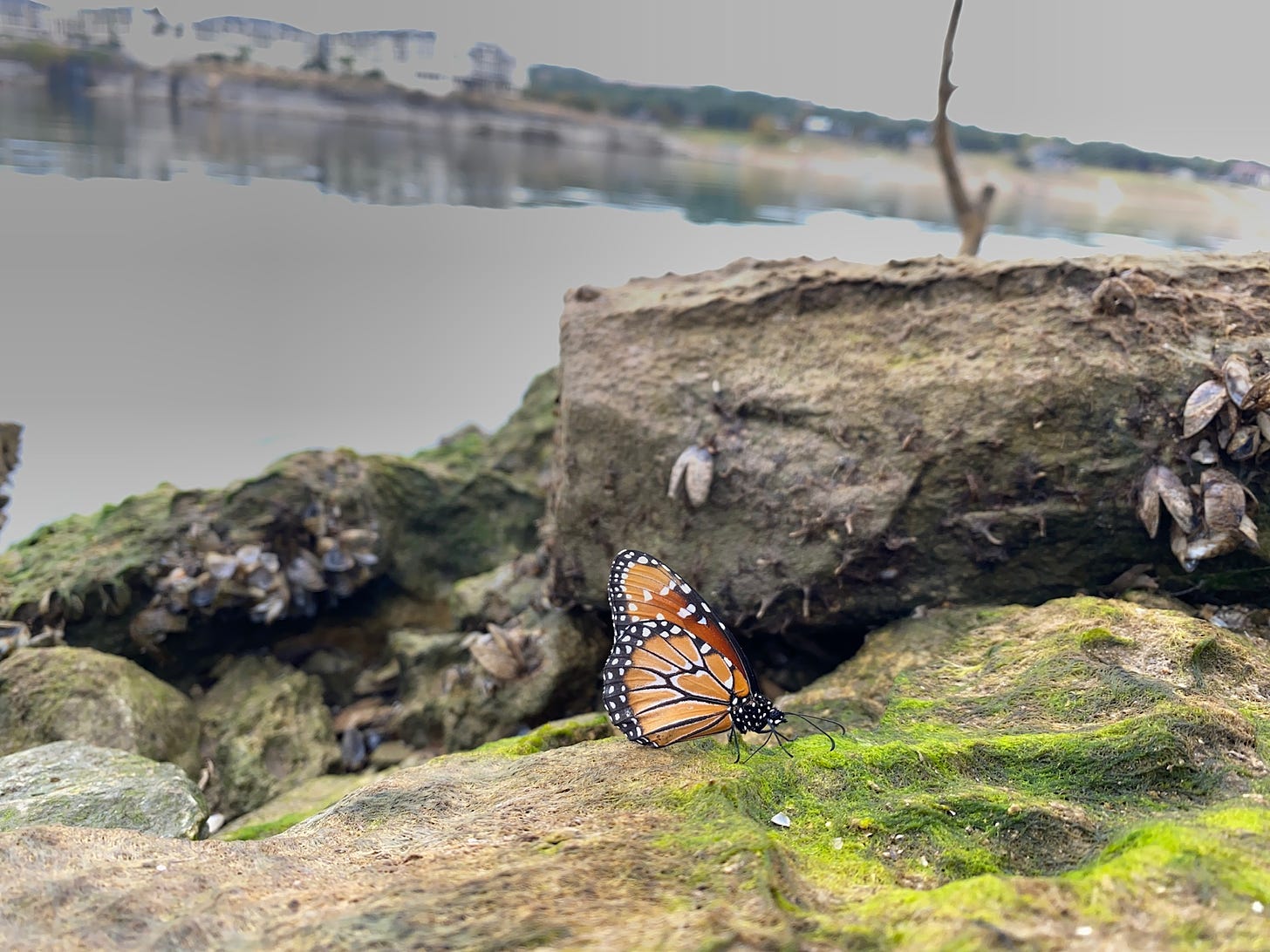 Monarch Butterfly on a Rock with Moss