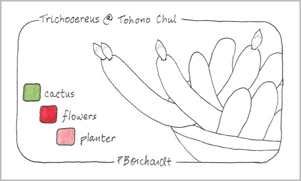 Trichocereus @ Tohono Chul in process (pen & watercolor)