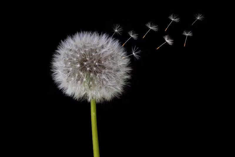 A black background with a white puffy dandelion with a green stem just off center to the left. There are seeds taking to the air into the upper right corner.