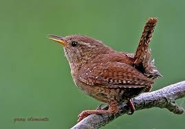 jenny wren | as seen on main page of ...