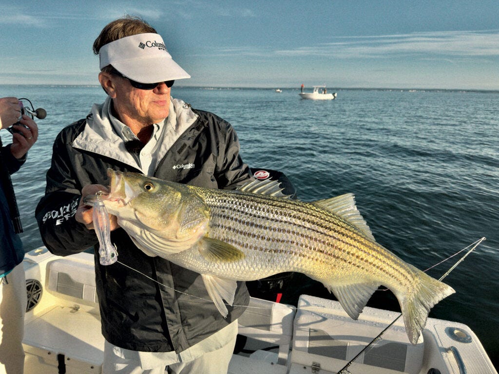 Striped bass caught on topwater