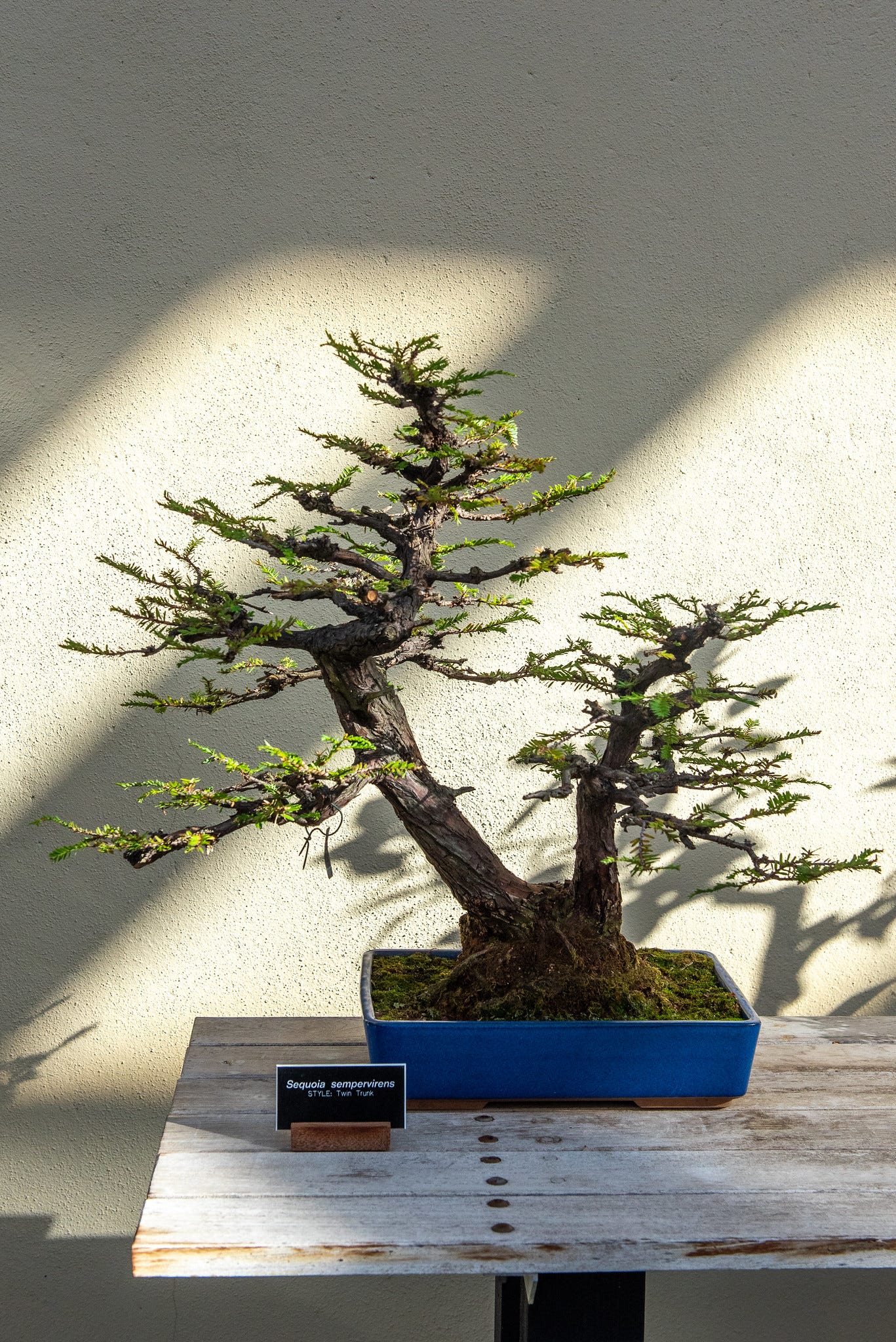 ID: Twin trunk redwood bonsai at the Brooklyn Botanic Garden