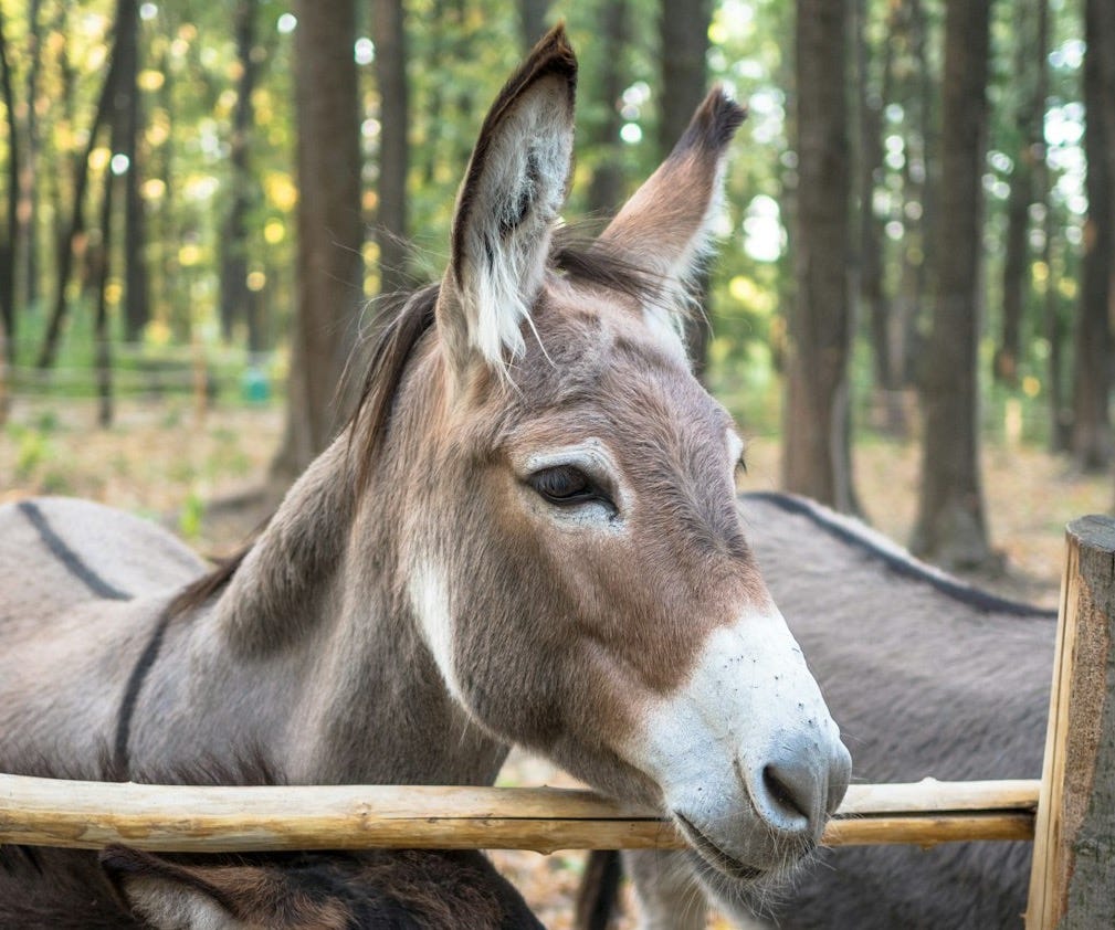 donkey near brown wooden fence during daytime