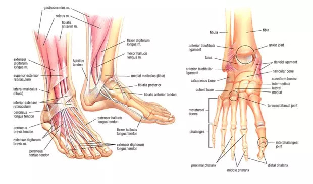 Foot Anatomy | East Texas Foot Associates