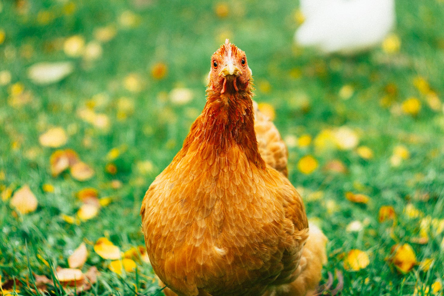 A golden brown hen looking directly at the camera with a mix of curiosity and disapproval.