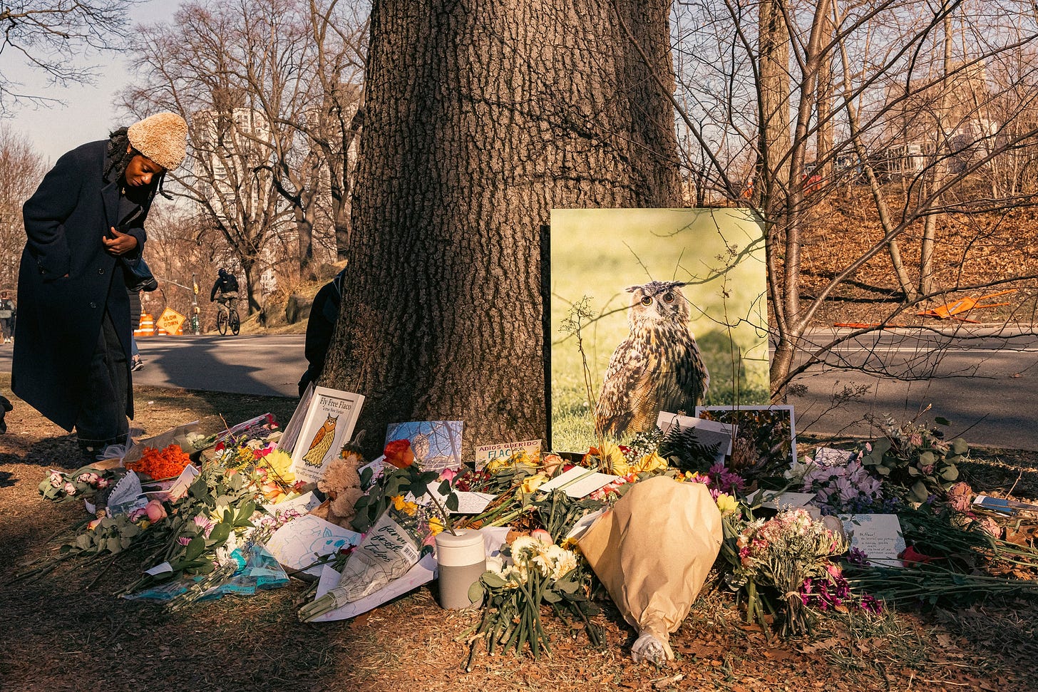 A memorial for Flaco the owl in Central Park New York.