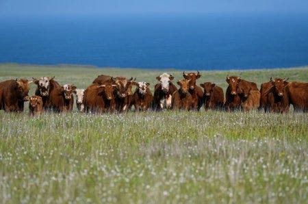 Une colonie de vache sur une île déserte d'Alska Une colonie de vache sur une île déserte d'Alska