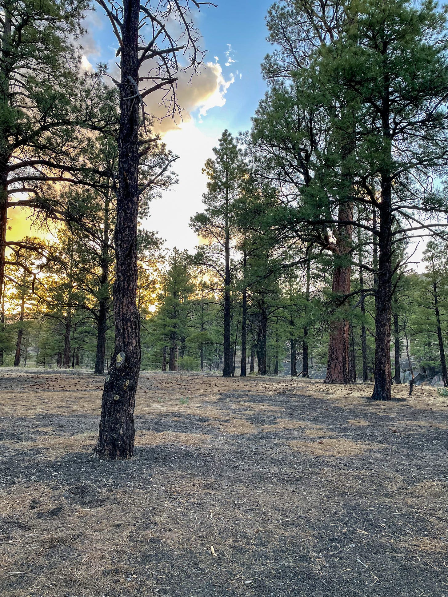 Ponderosa pines at the campground at Sunset Crater