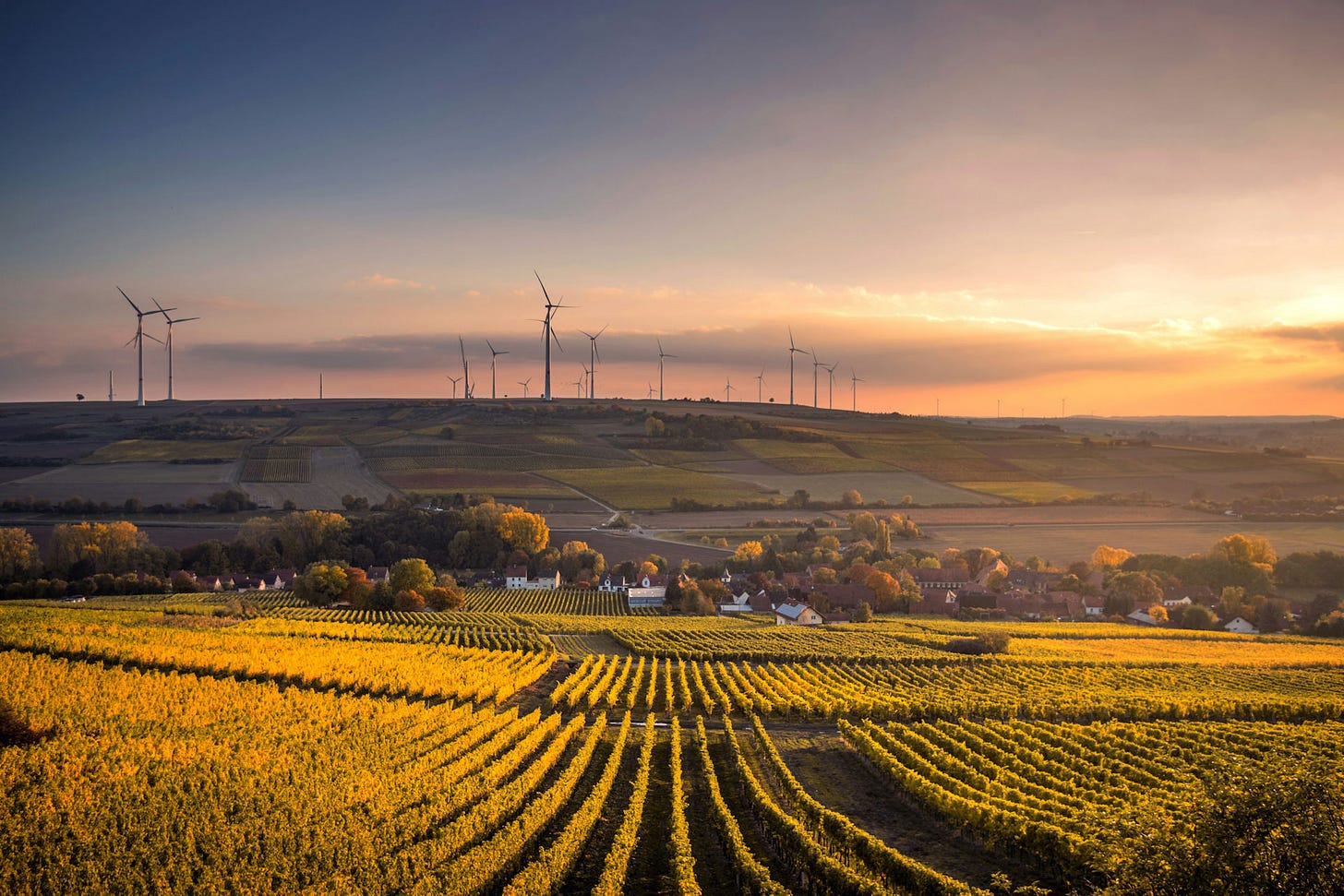 A field of crops with wind turbines in the distance.