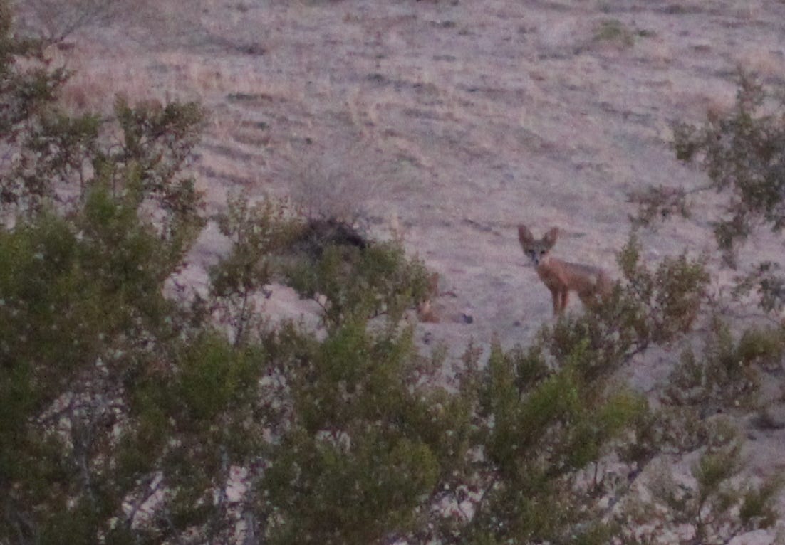 A ridiculously cute desert kit fox behind some creosote branches, with light sand in the immediate background. The fox loos straight at the viewer with a curious and slightly bored expression.