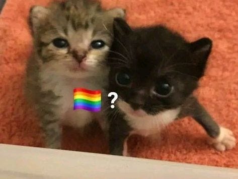A meme of two very young kittens looking up at the camera. Superimposed is the gay flag emoji and a question mark.