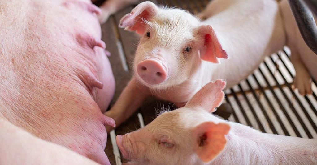 Everything To Know About Weaning Piglets - Kalmbach Feeds