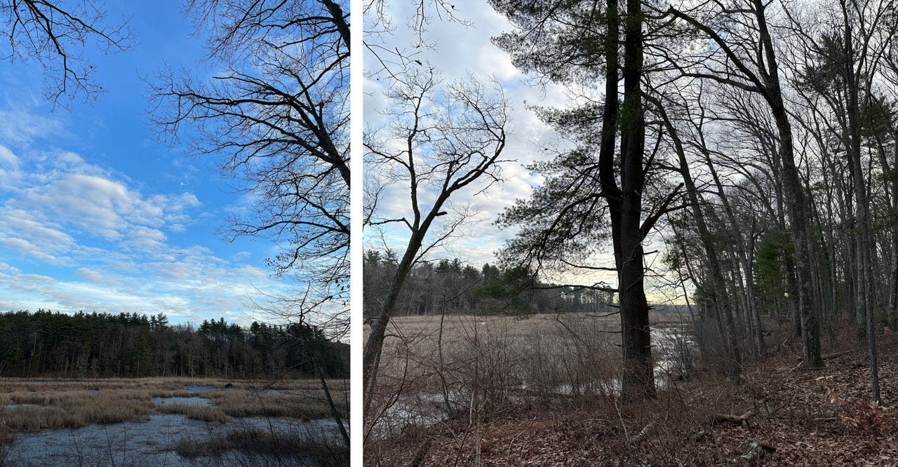 At left, a marsh lies in shadow but the sky above is still bright. A speck of moon is just visible. At right, a strange tree with a second trunk emerging partway up their height stands on a knoll in the woods covered in dead leaves.
