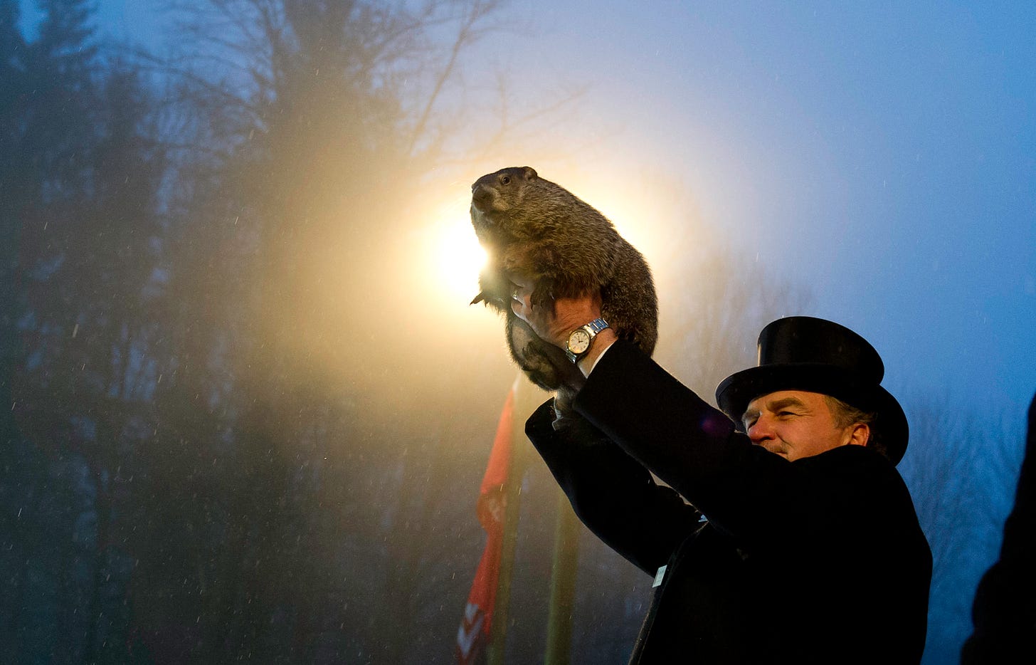 A groundhog lifted into the morning sky against a bright yellow back light.
