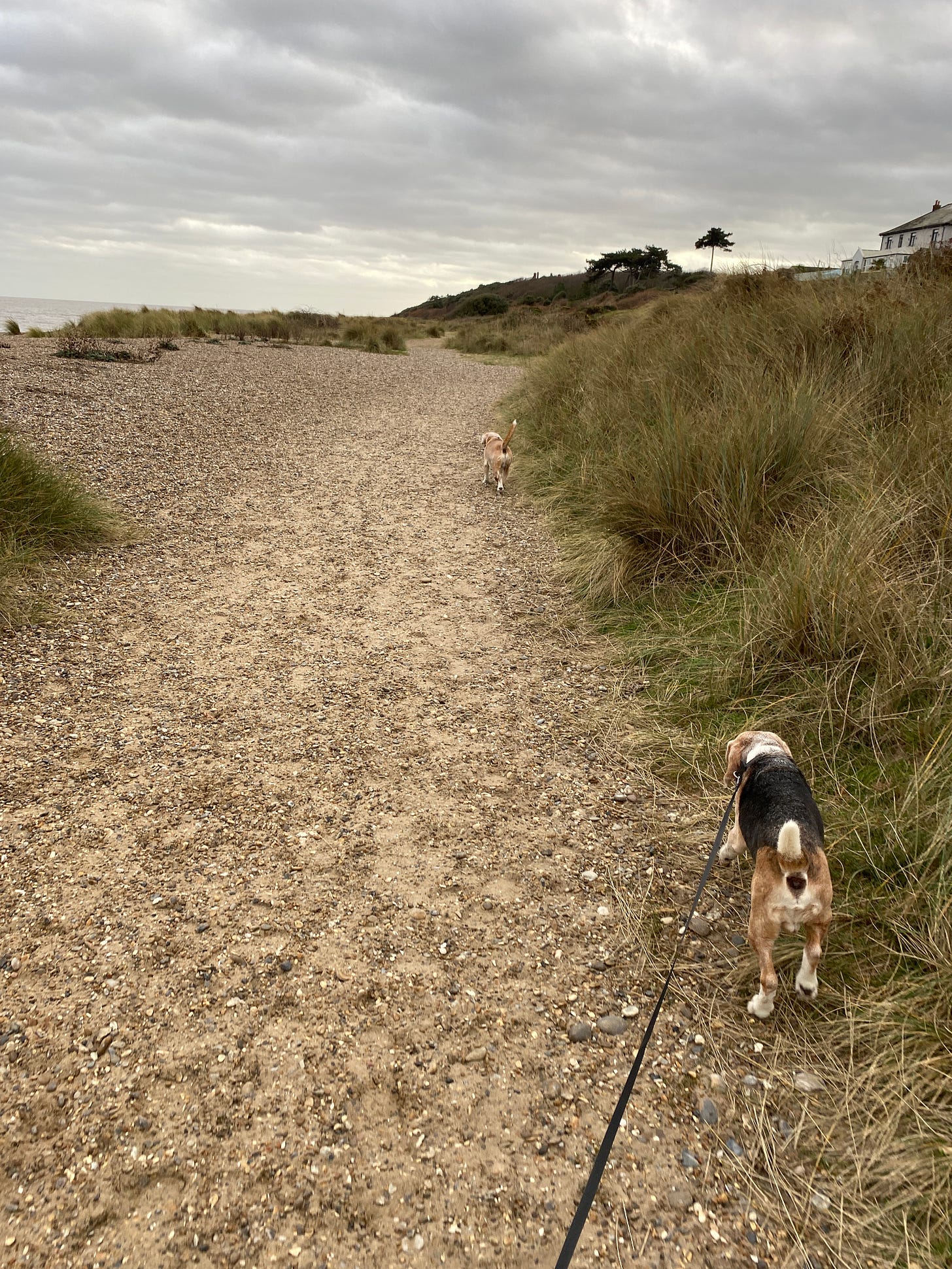 two beagles walking on a shingle, sandy beach with wild grass