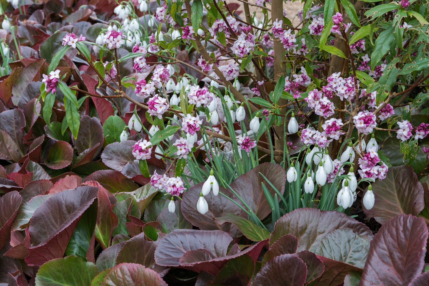plants with purple leaves and pink and white flowers