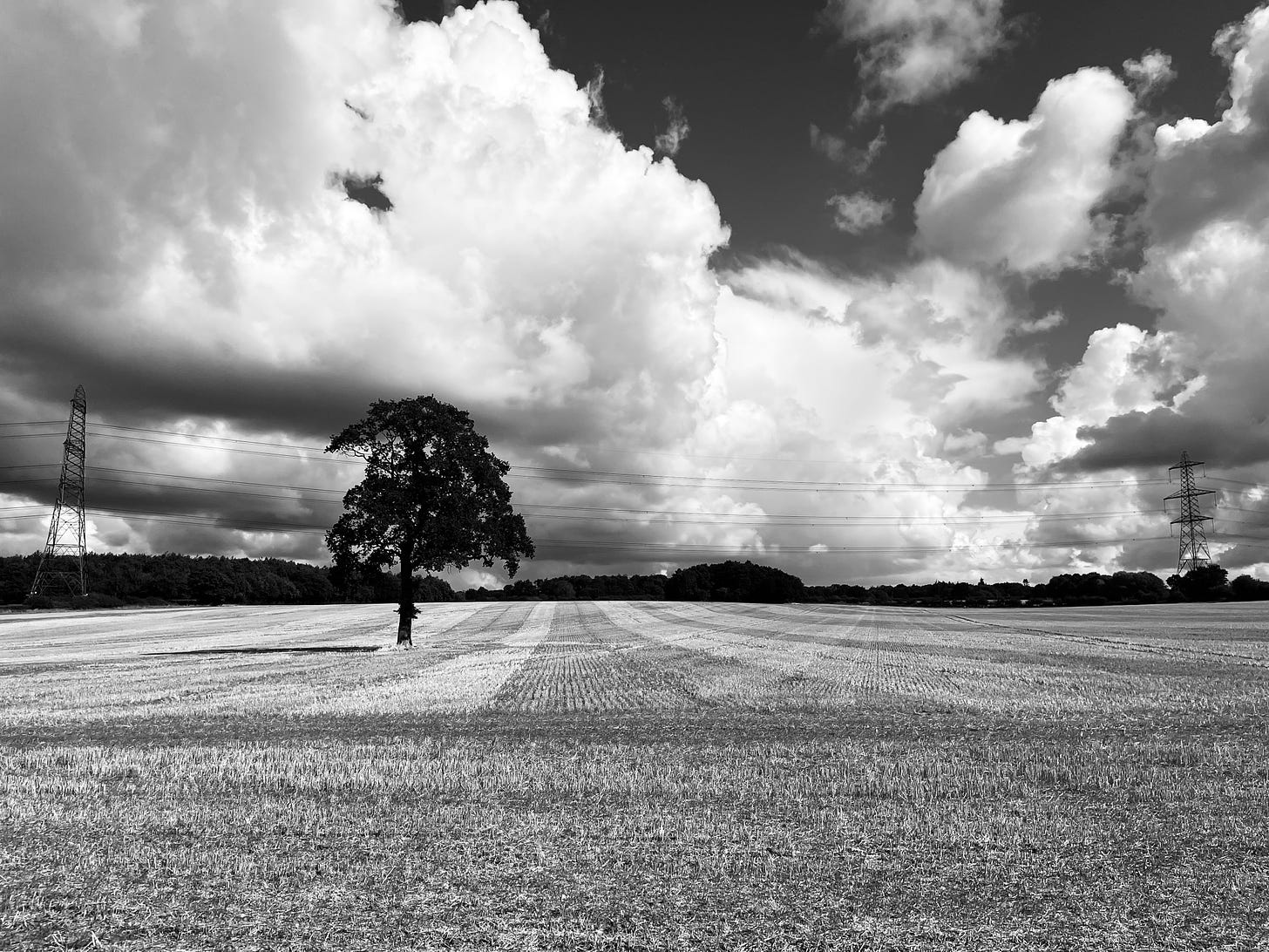 Black and white photograph of a field of stubble.