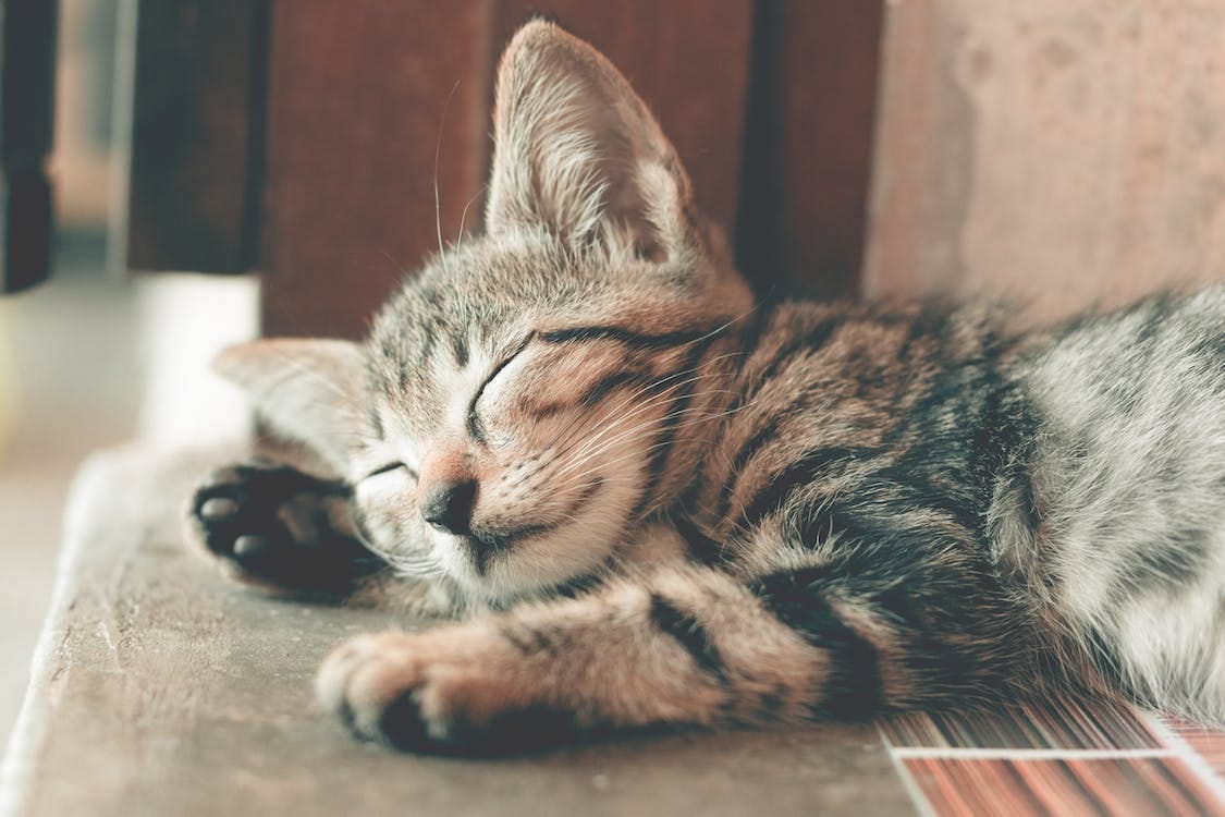 Free Close-Up Photography of Sleeping Tabby Cat Stock Photo