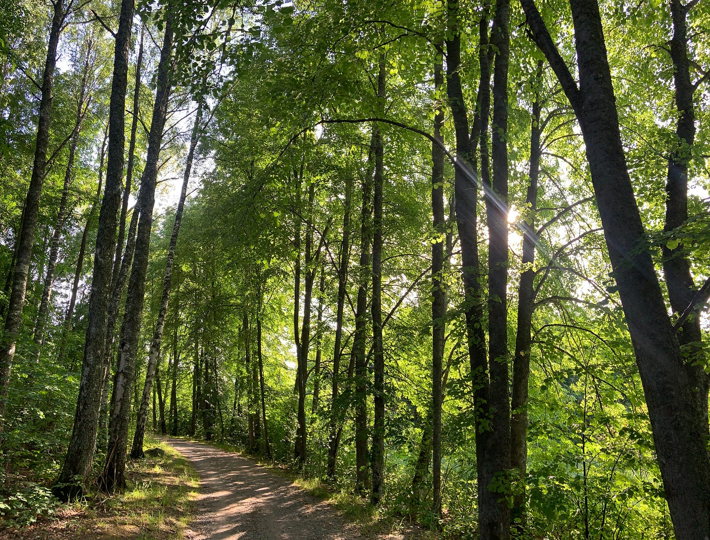 a view of large trees and hiking path at a natural reserve in Uppsala Sweden