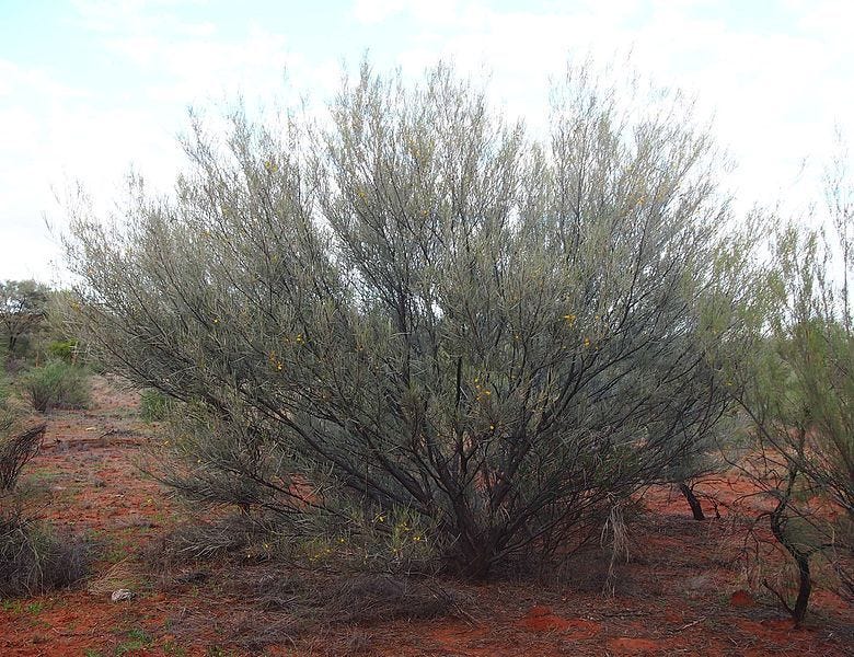 Acacia aneura [tree].jpg