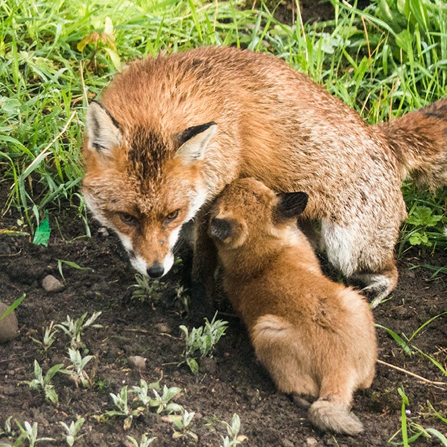 Fox and cub in garden