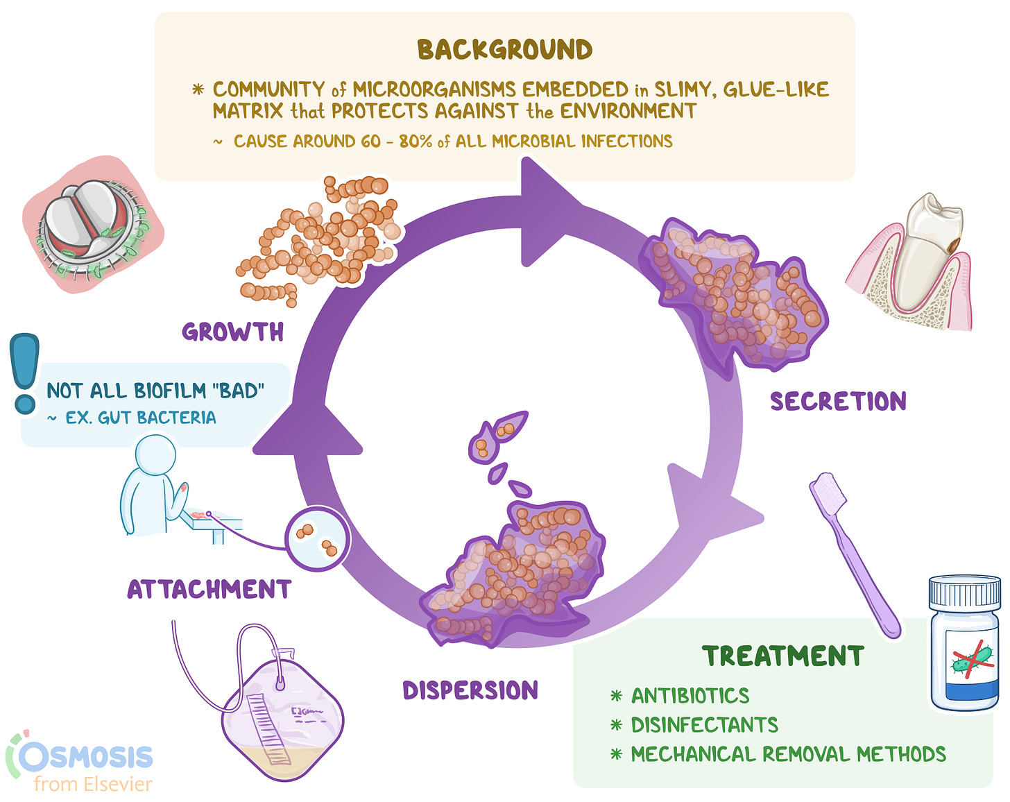 Biofilms: What Are They, Formation, Removal, and More | Osmosis