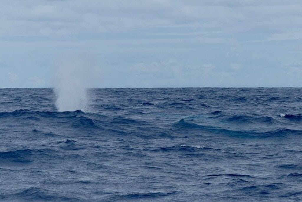 Blow hole as seen on a whale watching tour from Ponta Delgada